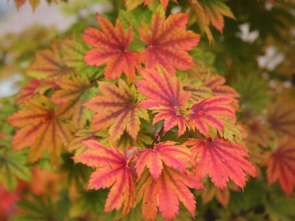 Японский клён