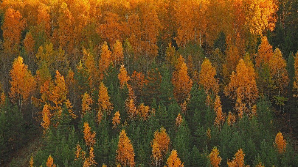 Фотография автора Александр Петаев