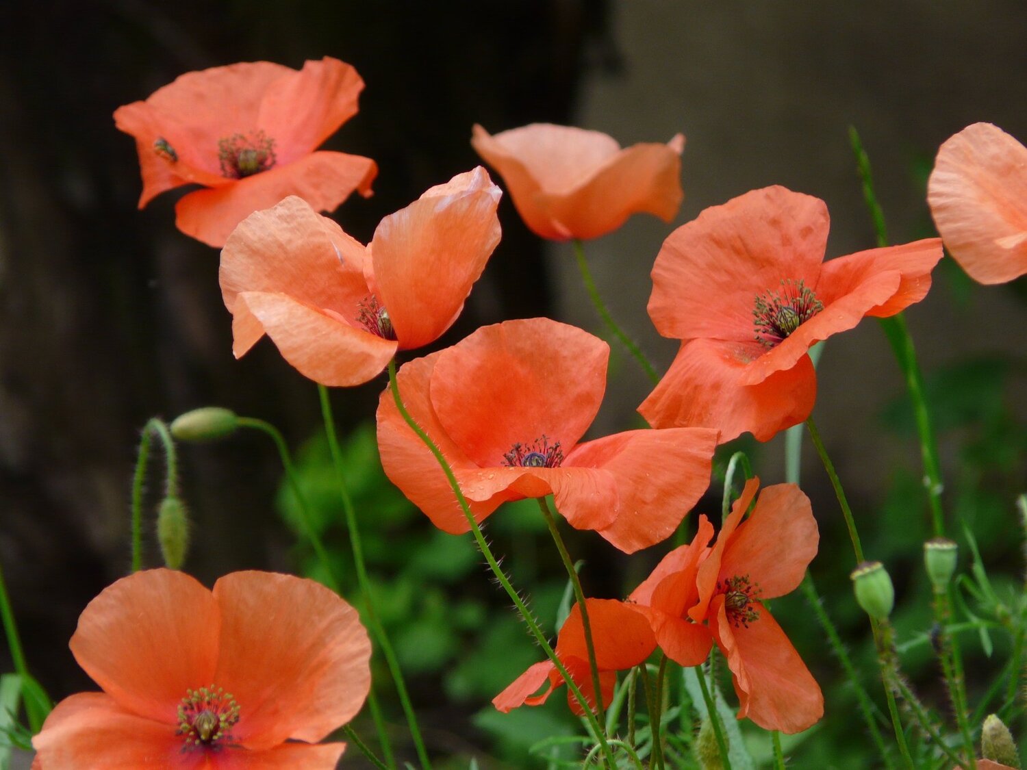poppies field