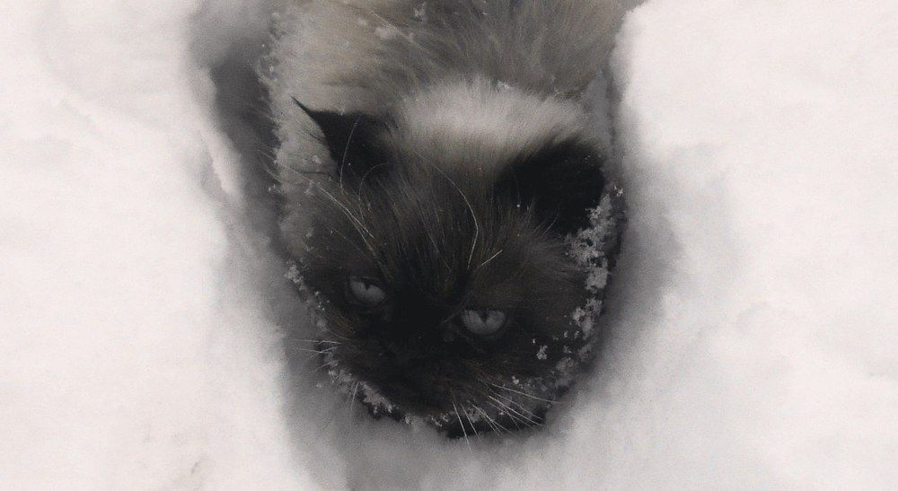 Зимний кот