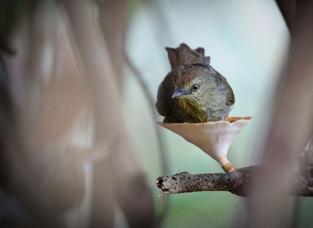 pin-striped tit-babbler