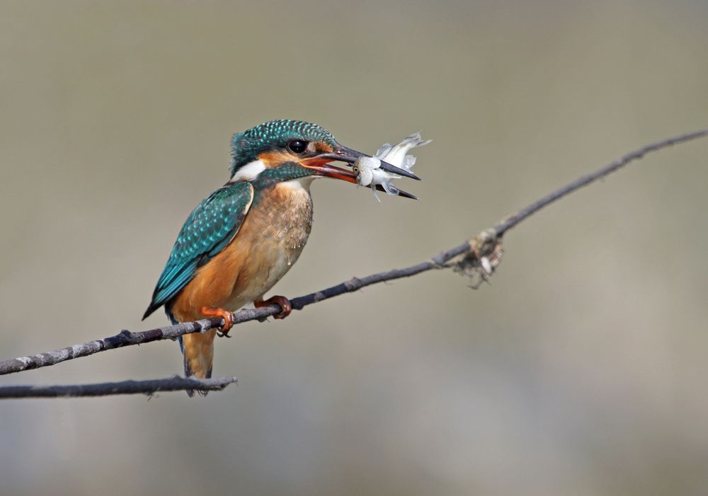 Common kingfisher