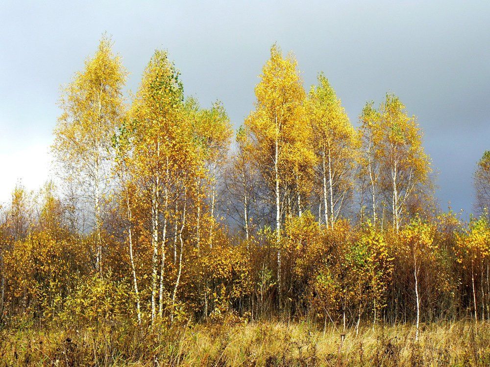 Возле дороги