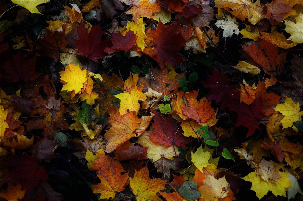 оттенки осени