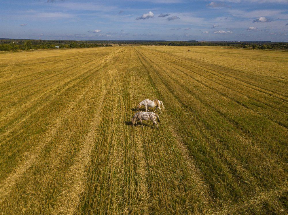 Русское поле