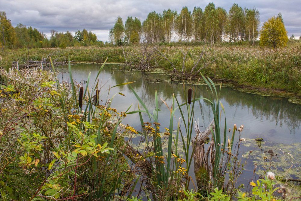 Осенняя зарисовка