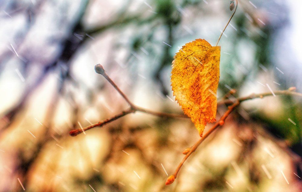 Последний лист