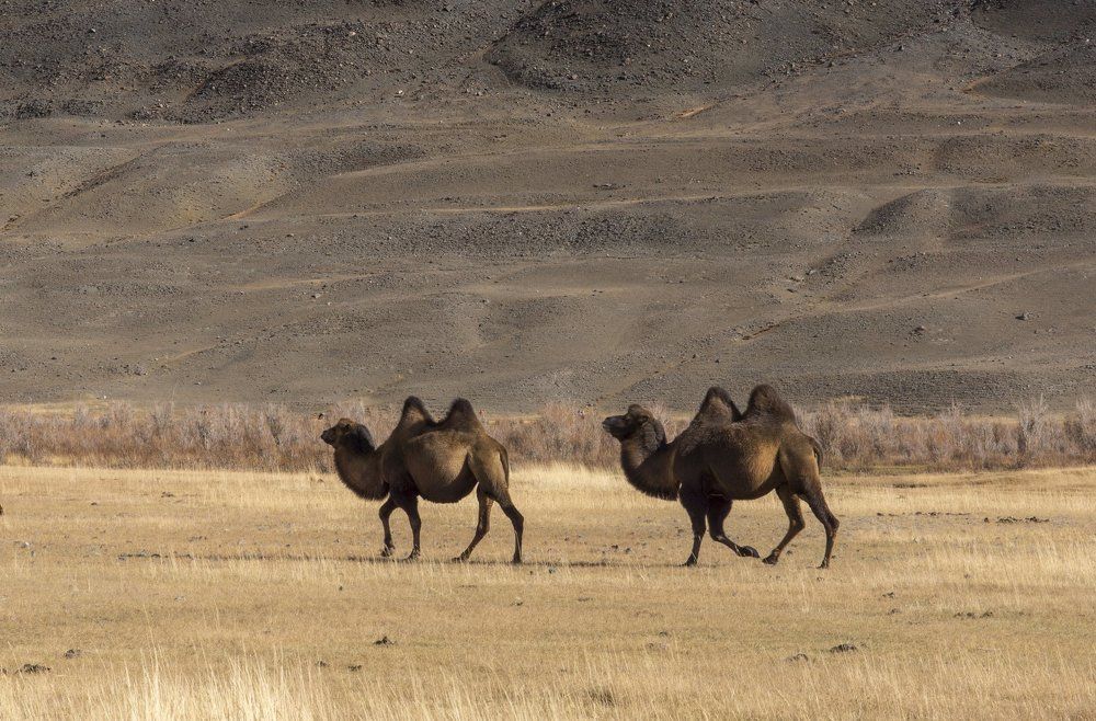 Верблюды, камни и ветер