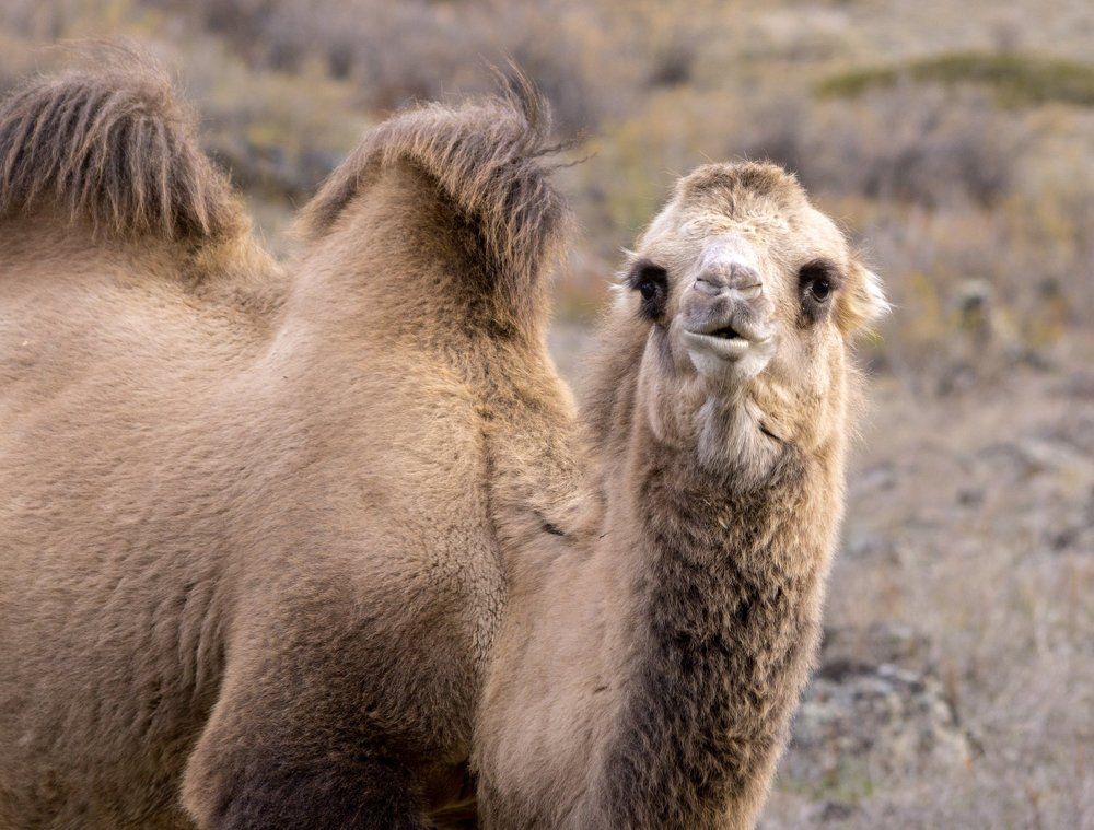 Любопытство и удивление