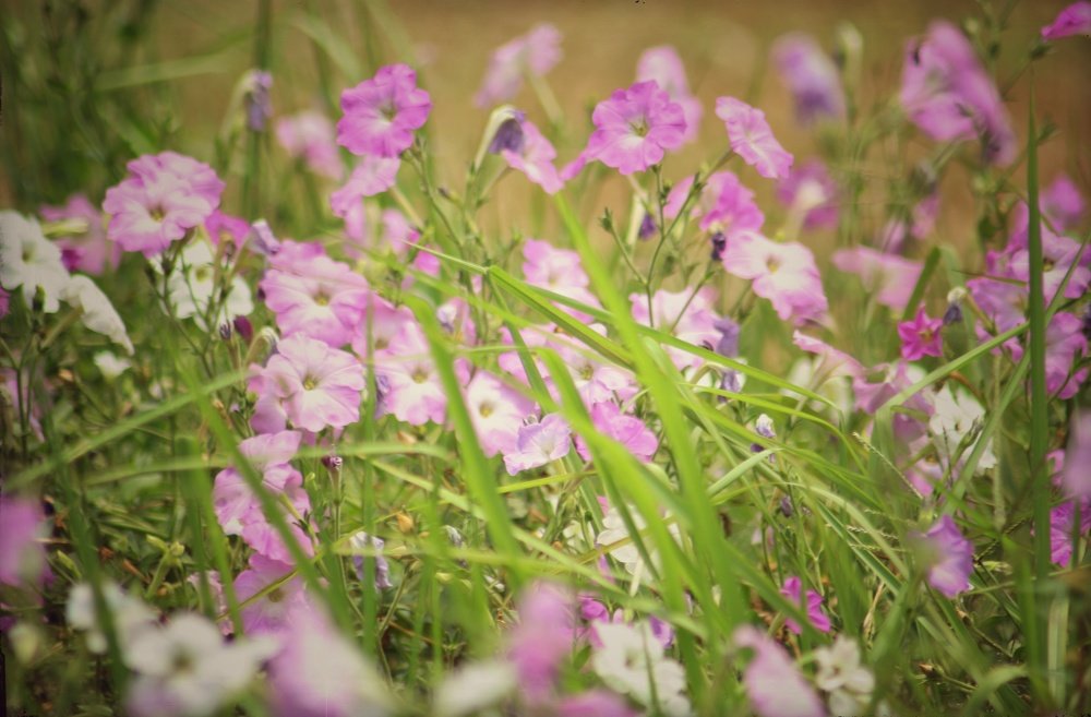 Life in a different form