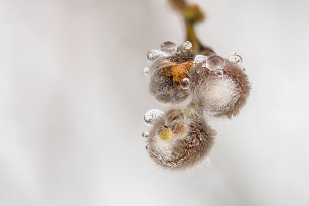 Весенний хрусталь