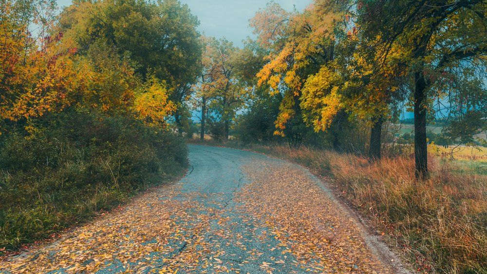 Autumn road