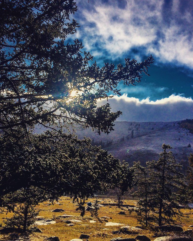 The sun through tree