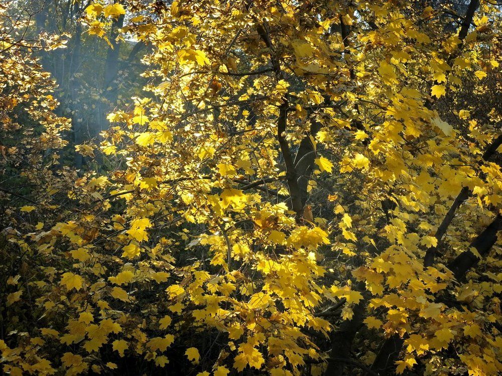 Клён осенний