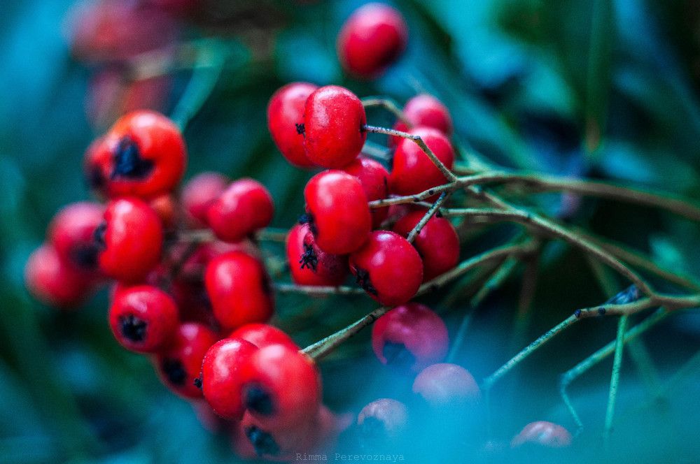 Photograph by Perevoznaya Rimma