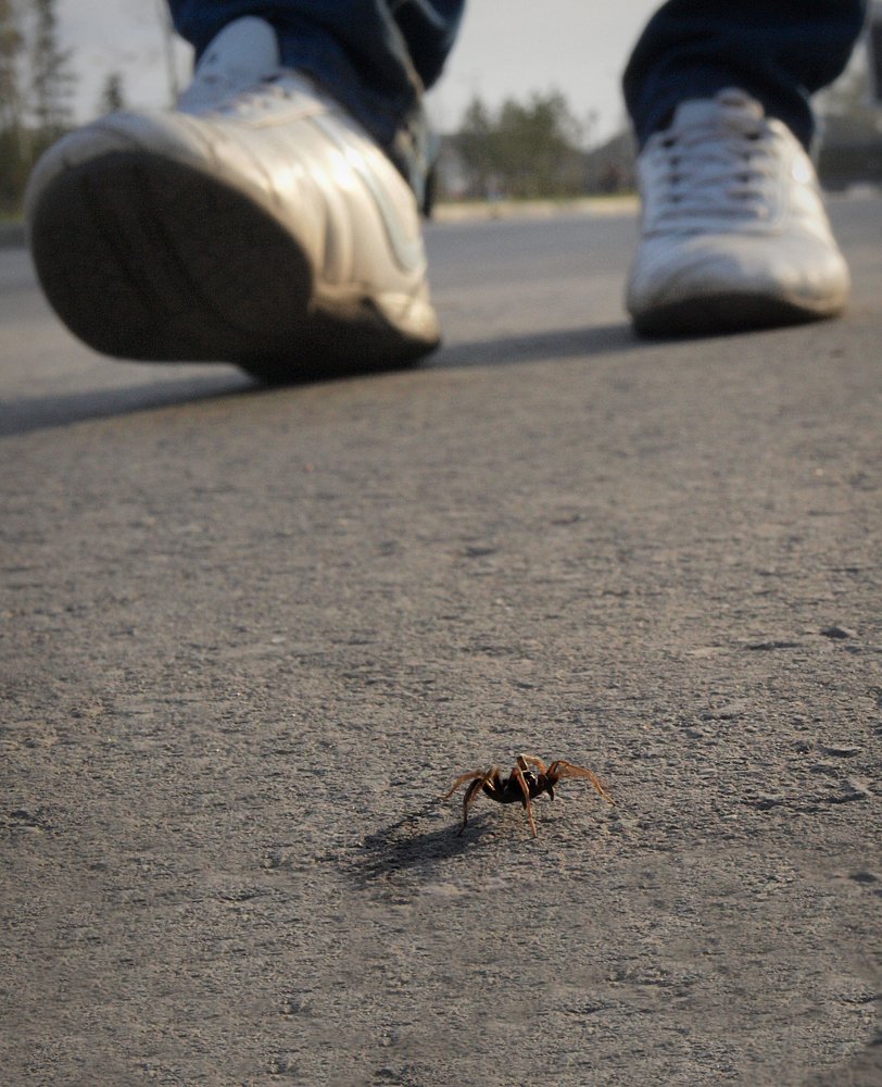 Хрупкая жизнь