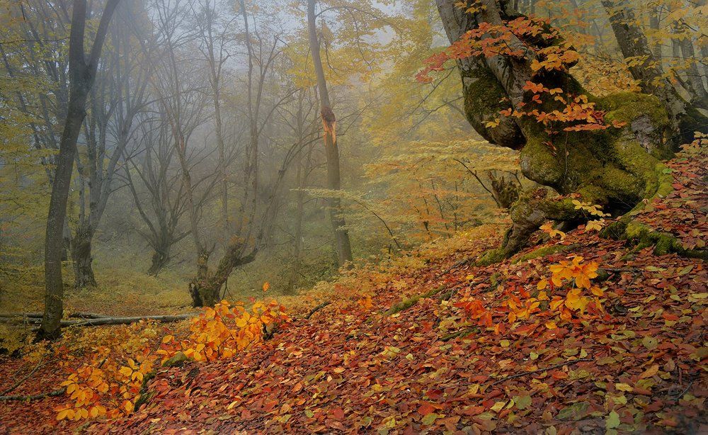 Осень золотая