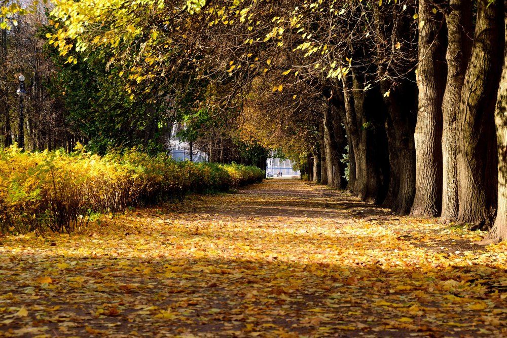 Фотография автора Андрей Симонов