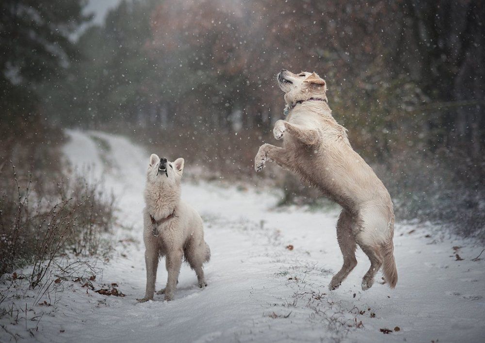 За снежками