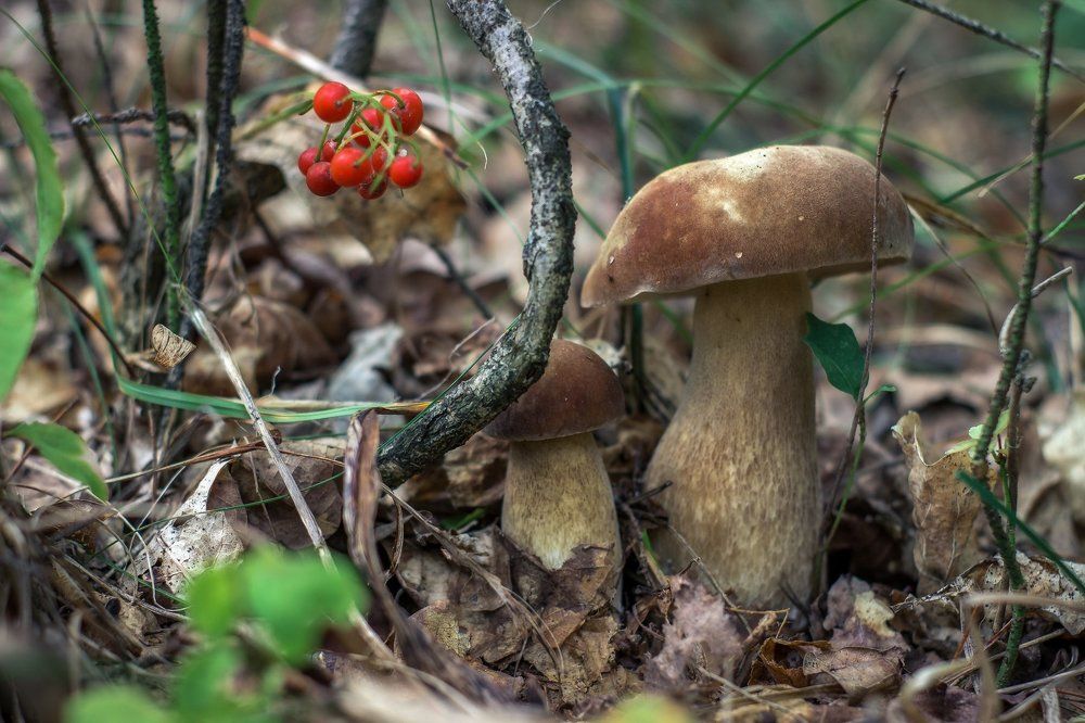 Осенние дары природы.