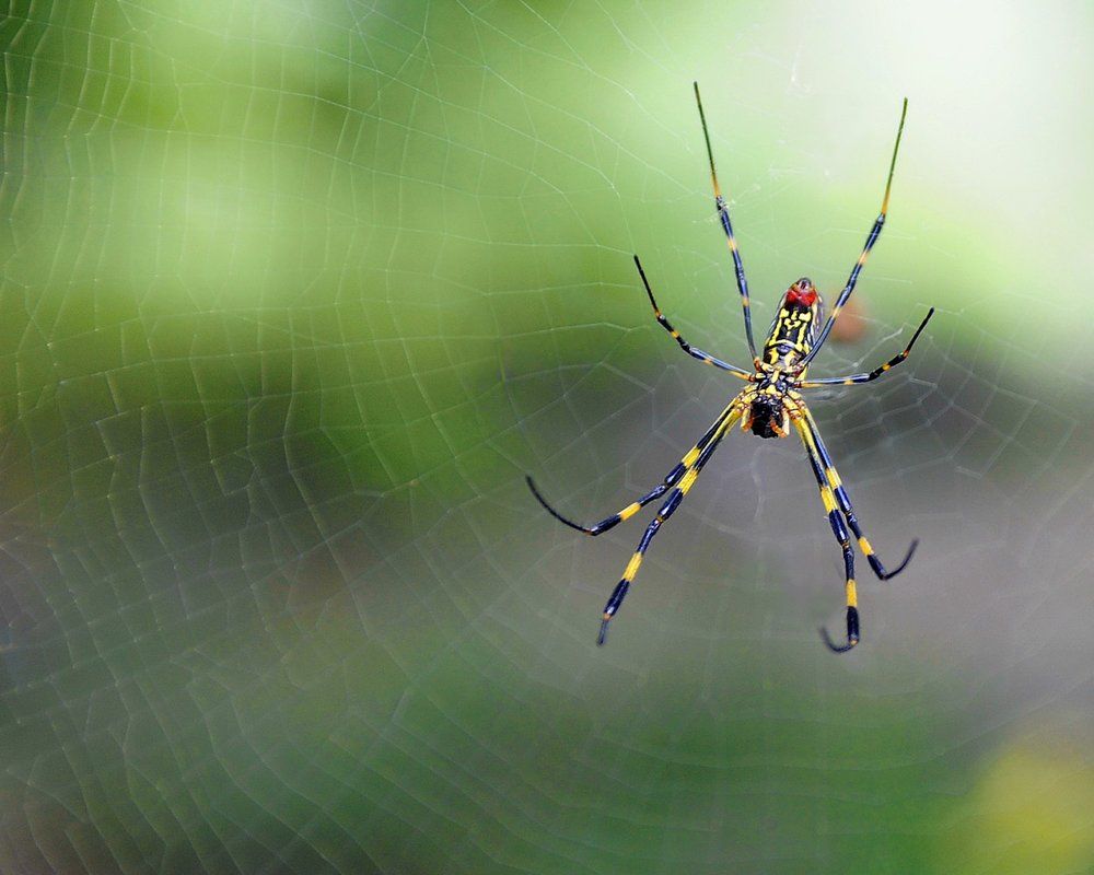 Colourful   Spider