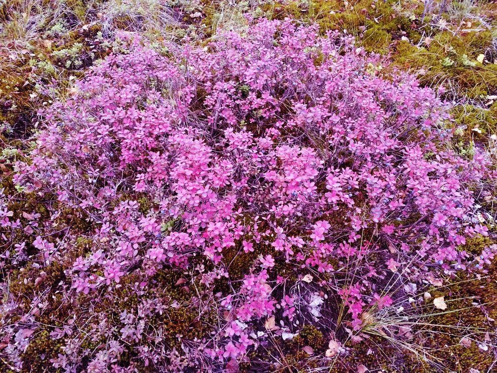 Осенняя голубика