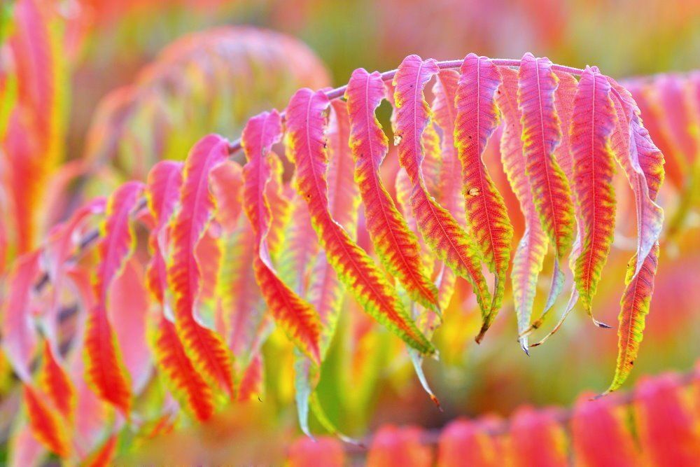 Волшебная листва