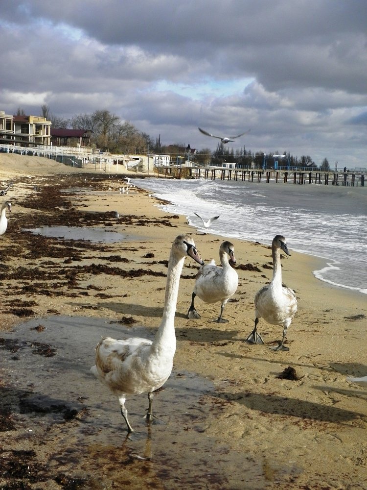 Евпаторийские путешественники