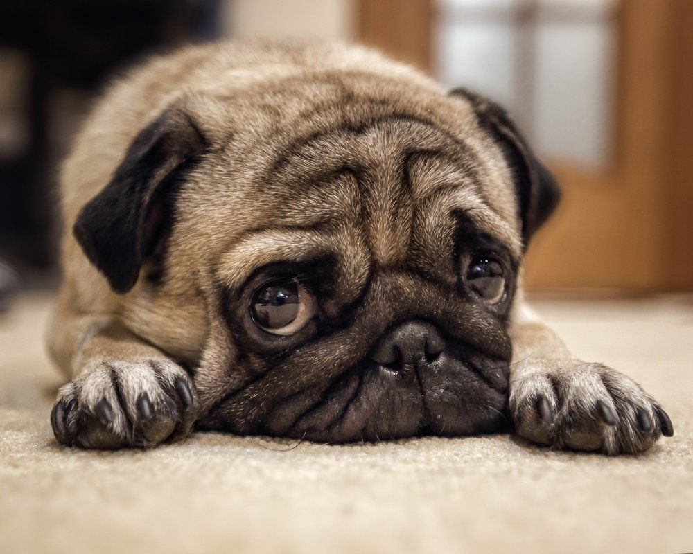 "Сейчас бы какую нибудь вкусняшку"