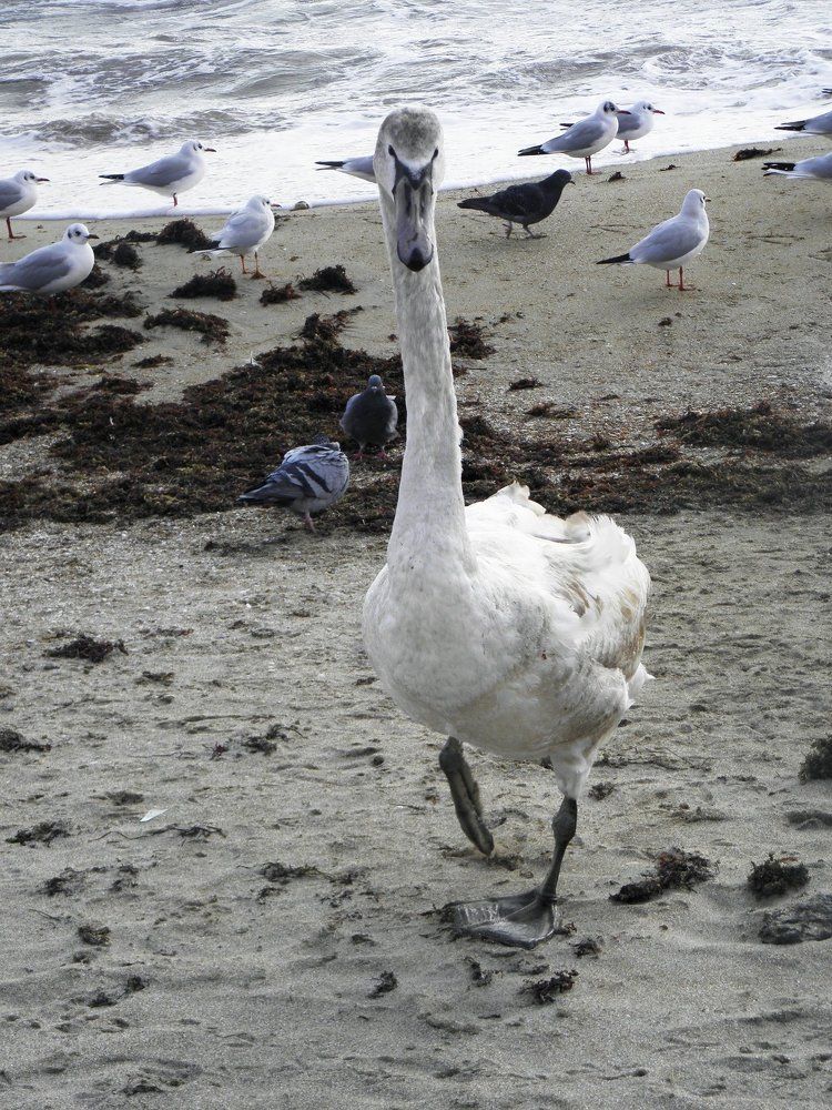 Городской бродяга