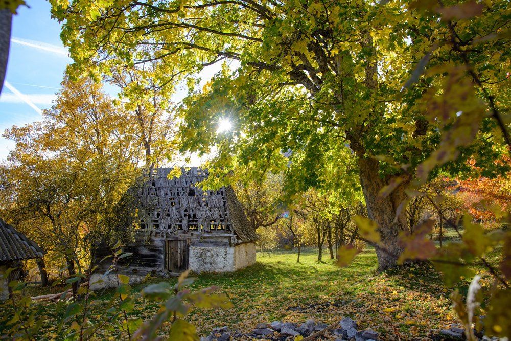 Autumn is the second spring when every leaf is flower