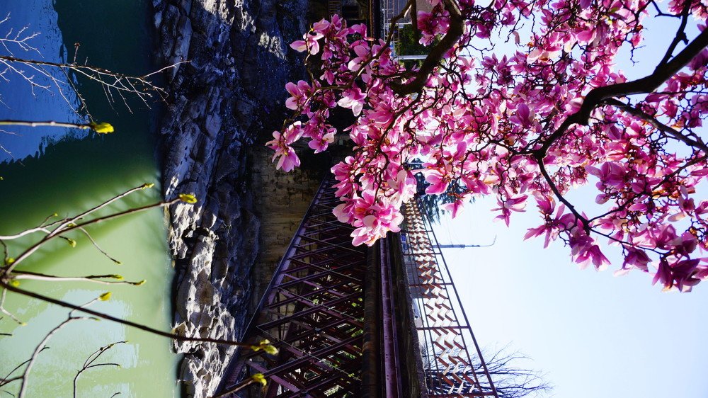 red bridge's magnolia