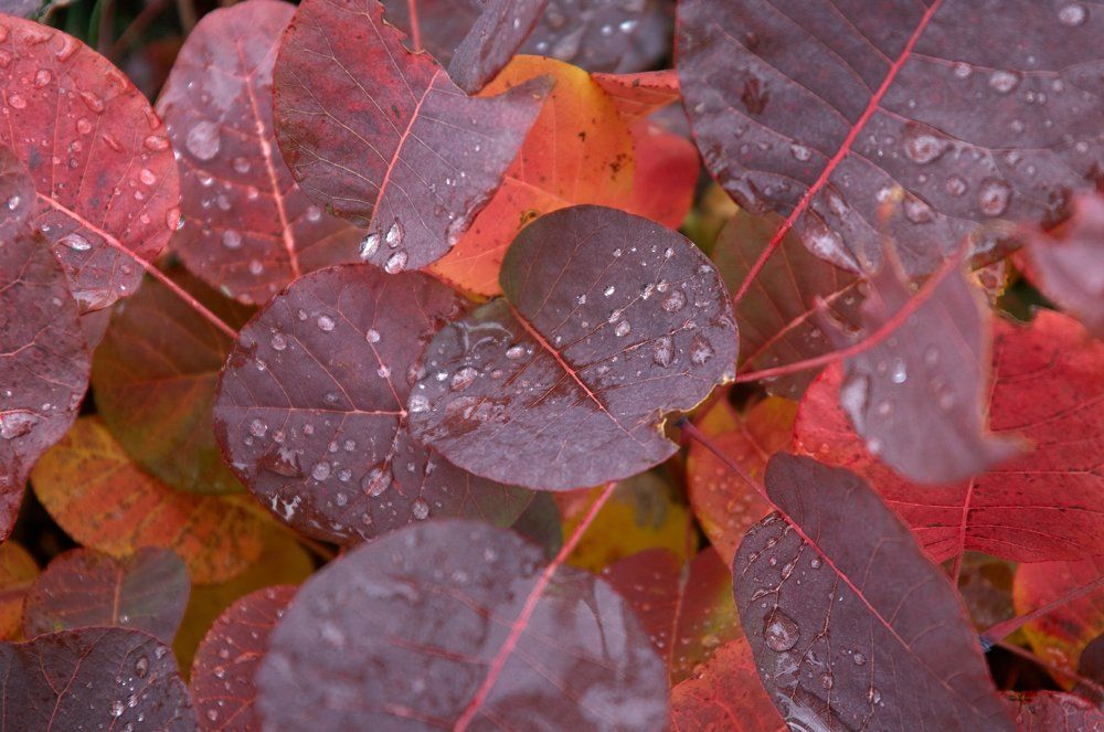 Photograph by Taras Kortunov