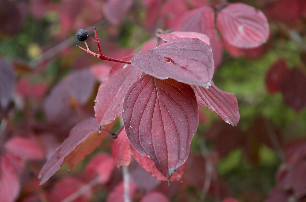 Photograph by Taras Kortunov