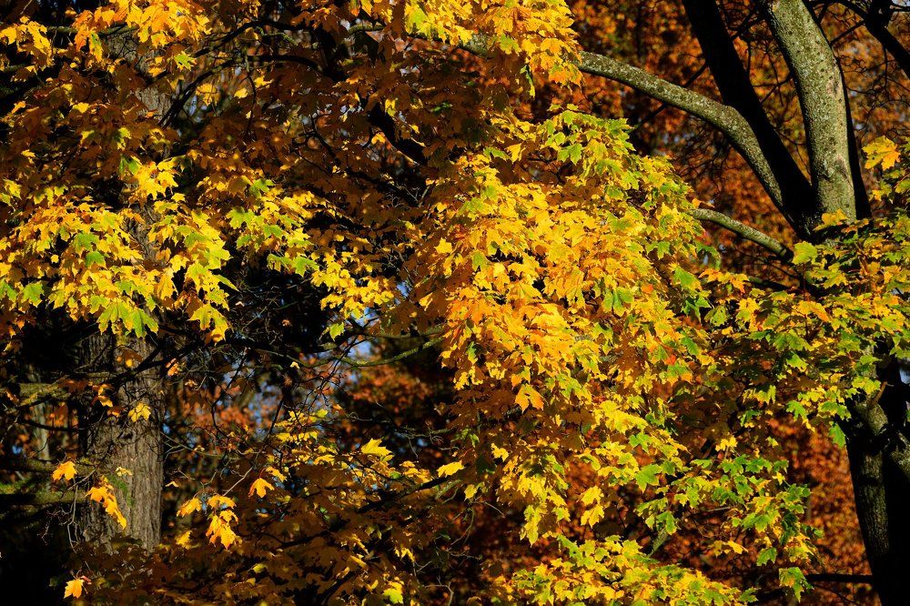 Фотография автора Андрей Симонов
