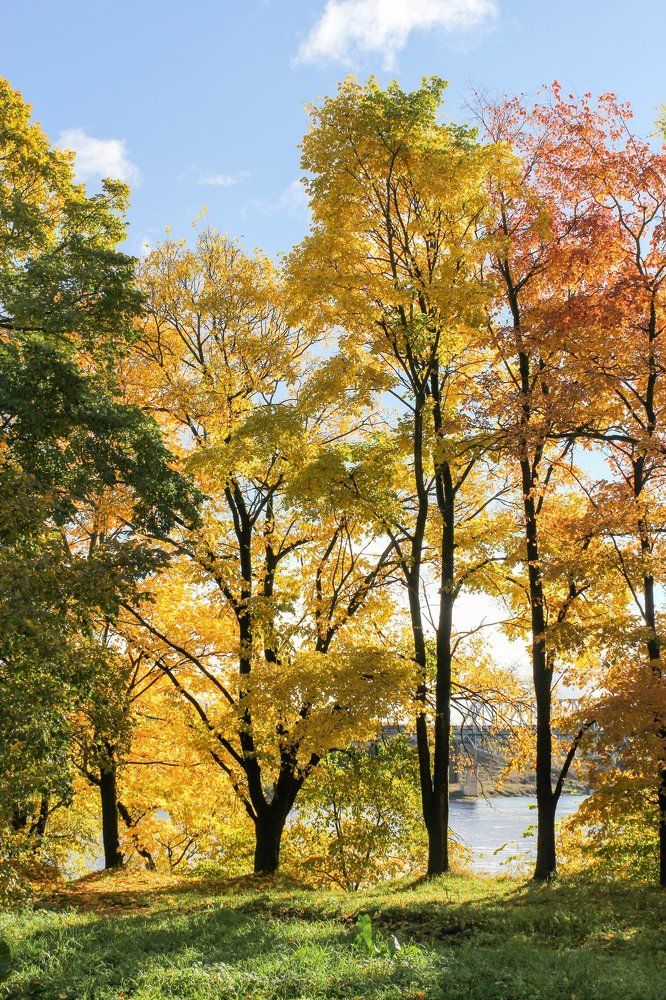 Осенний лес на берегк.