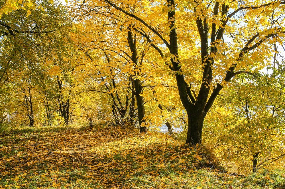 Золотой свет осени.
