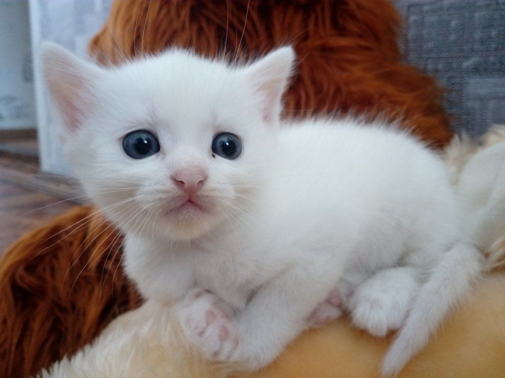« Котик »