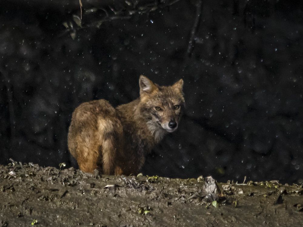 Indian Golden Jackal