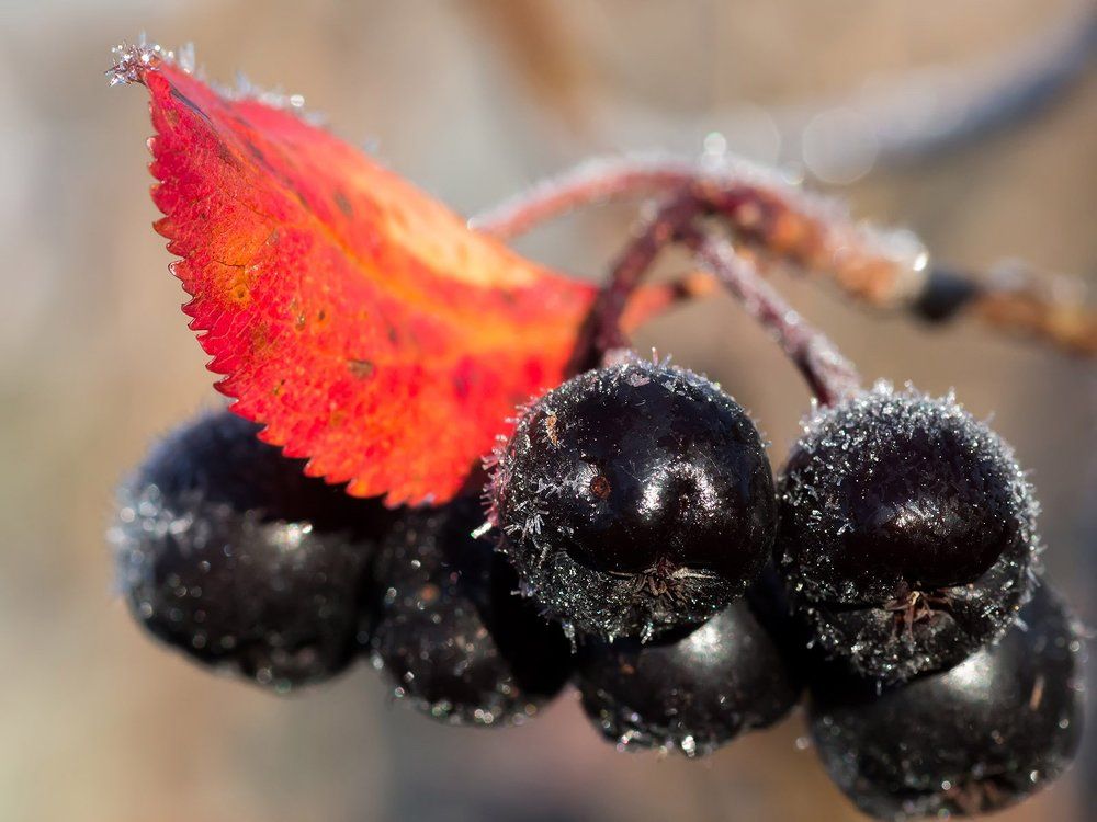 Первый заморозок