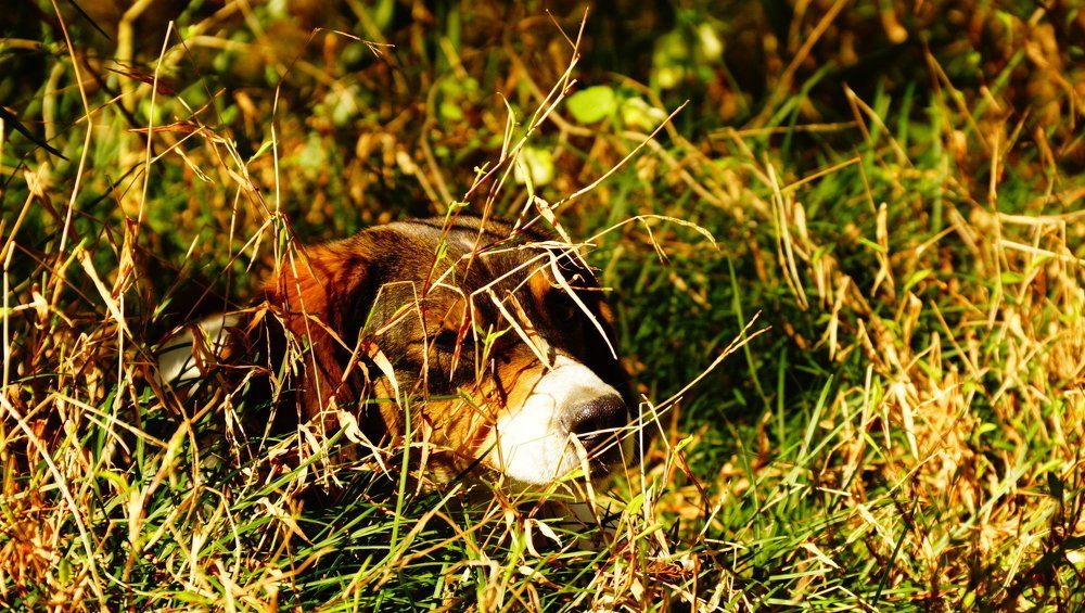 Photograph by Tamara Margvelashvili