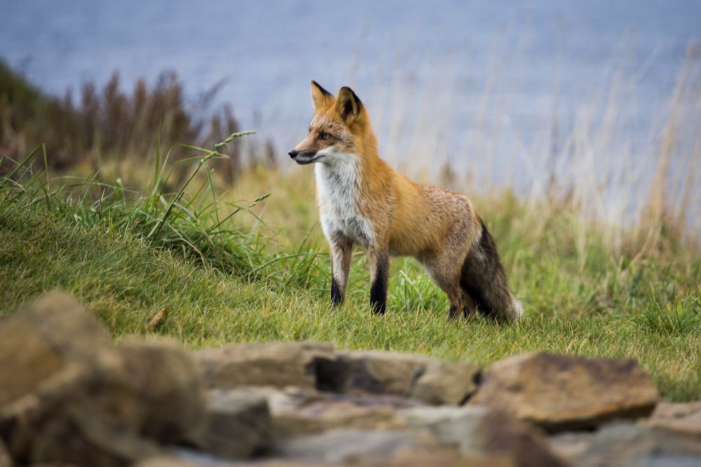 Лисичка с о. Русский