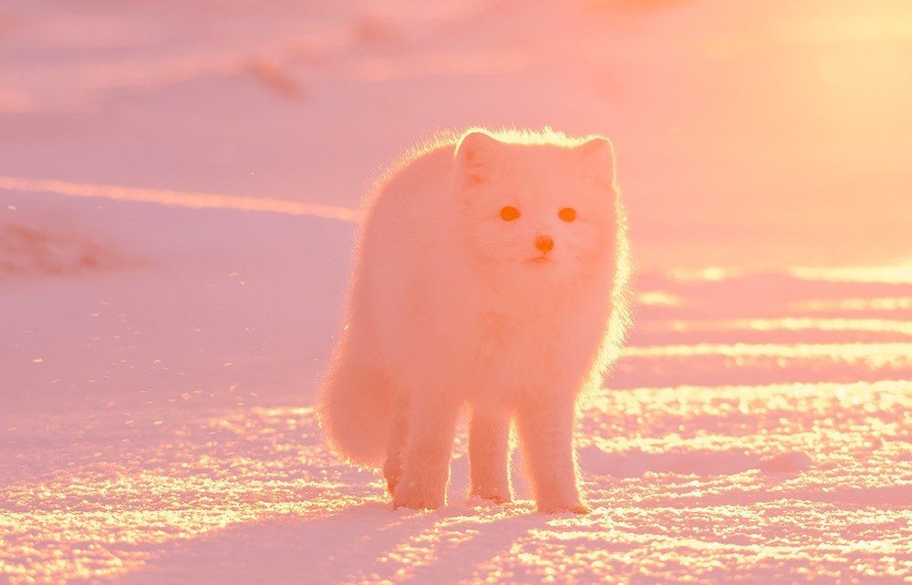 Розовый песец