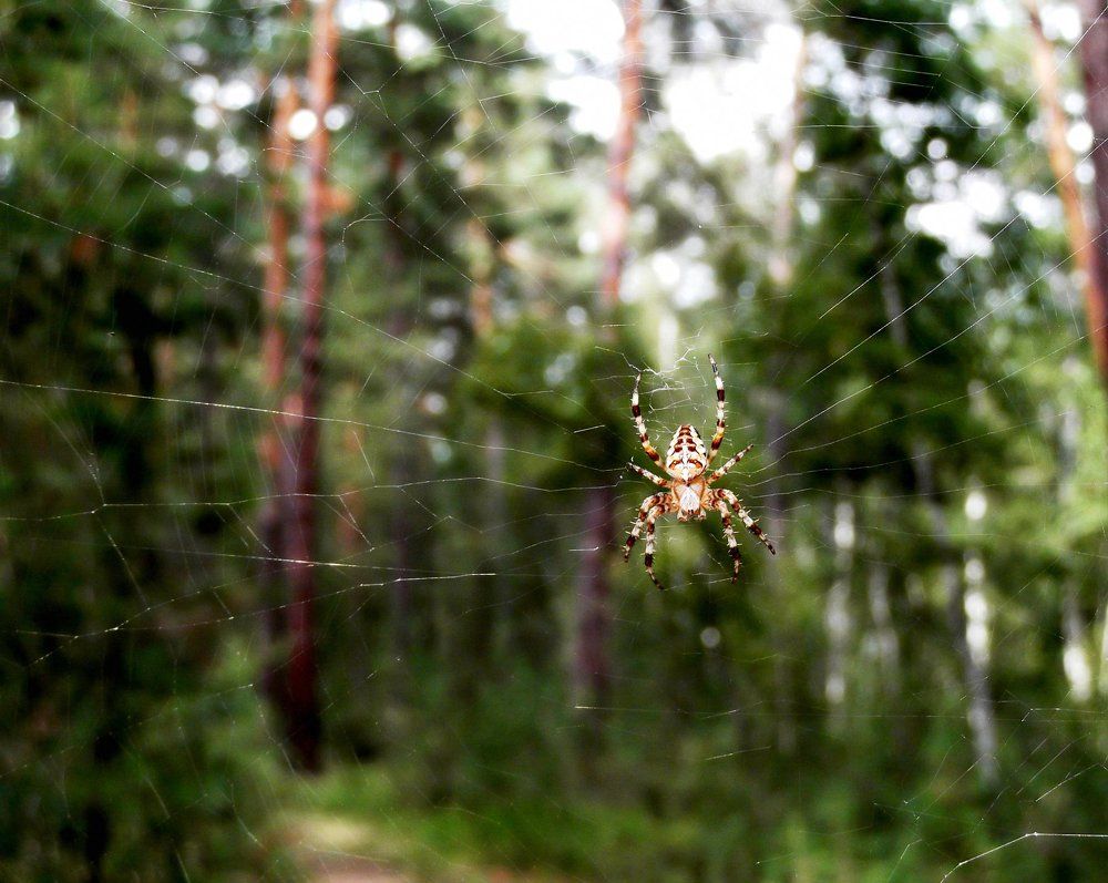 Граница на замке