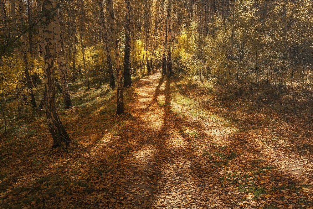 Осенний свет