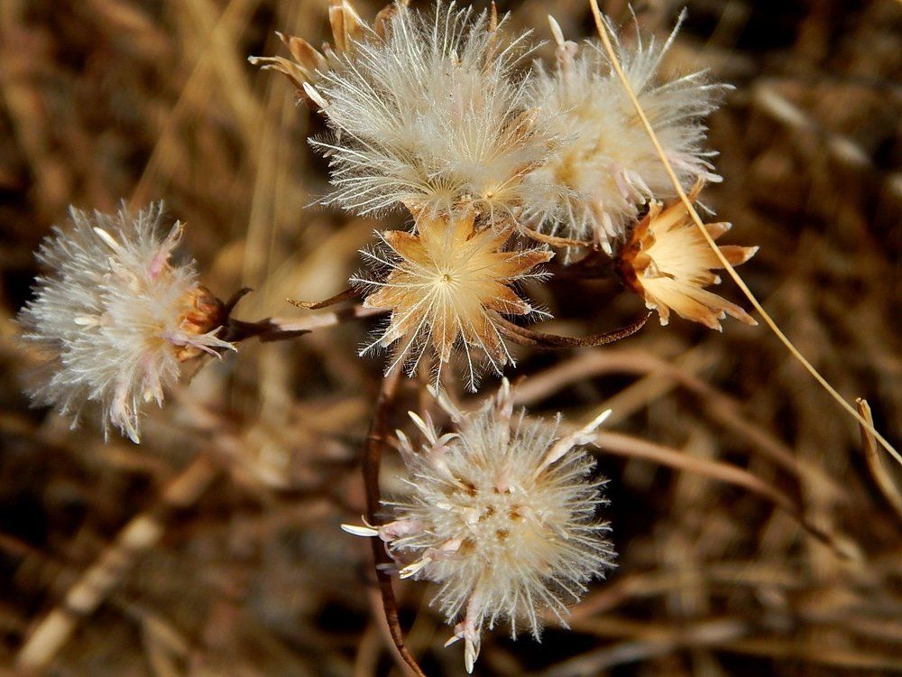 Цветы осени