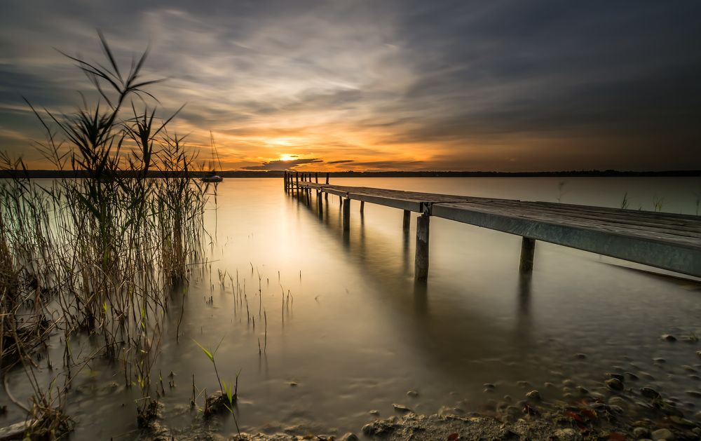 A boardwalk passes the reed