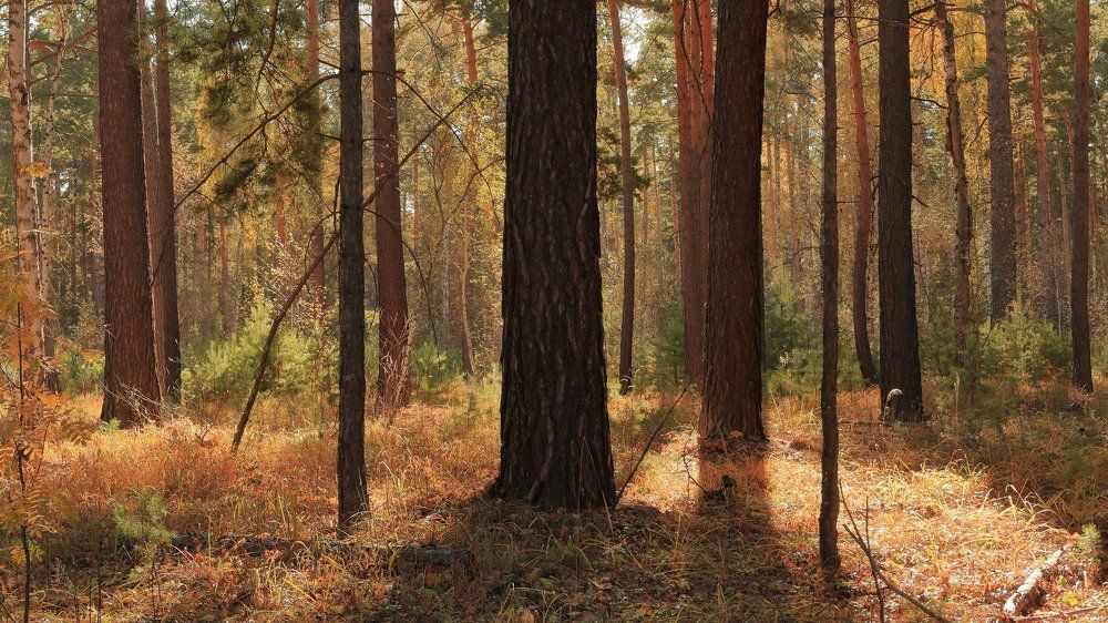 Осенний лес