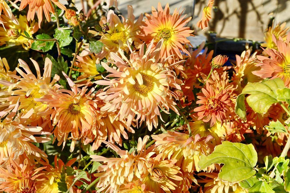 Цветы осени