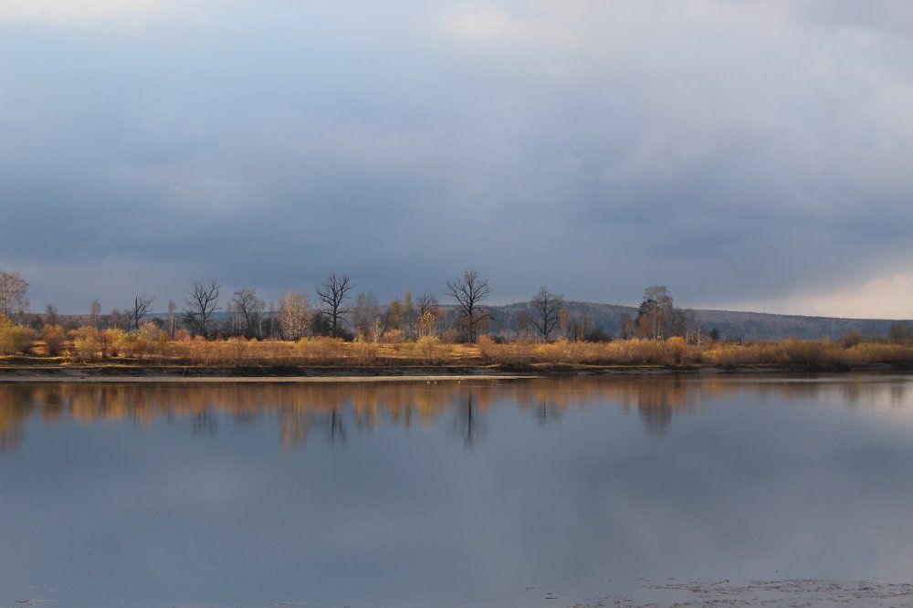 Цапли